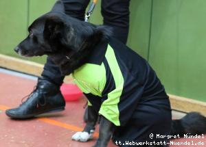 Hund Sam im J&uuml;licher Trikot