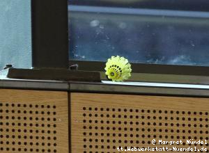 Ein Federball liegt auf dem oberen Fensterbrett